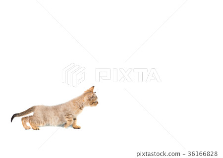 kittens Scotty Straight banner with copy space 36166828