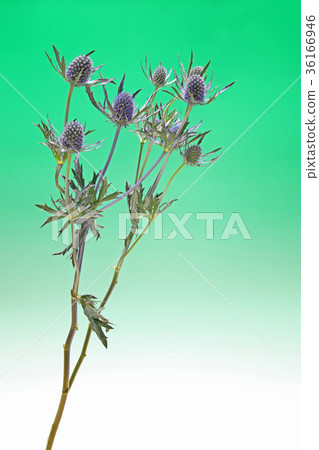 Erinjumu Erinjumu 36166946