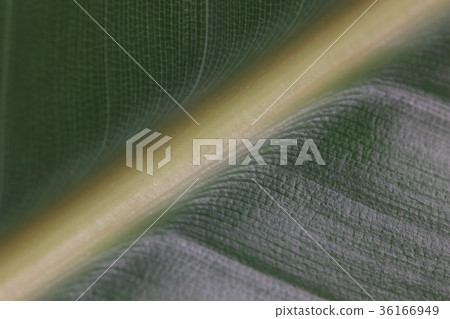 Close-up of leaves Close-up of leaves 36166949