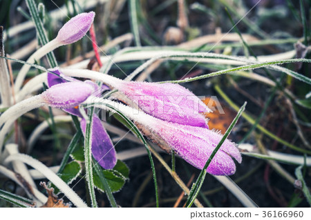 Crocus flowers covered with frost 36166960
