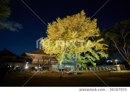 Chiba Prefecture Katsushika Hachimangu Senbon Grandson Light Up Kirameki 2017 Chiba Prefecture Katsushika Hachimangu Senbon Grandson Light Up Kirameki 2017 36167935