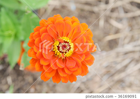 竹草 36169091