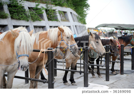 Tourist horse 36169098