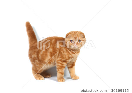 Scottish Fold small baby cat of red color 36169115