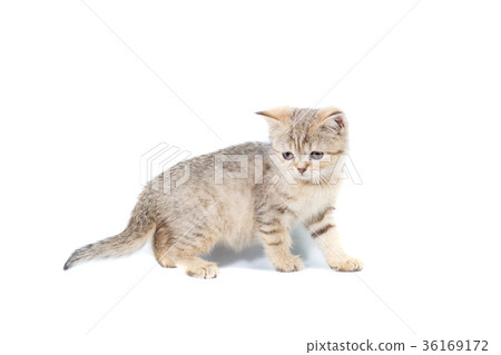 Standing scottish straight cat kitten isolated Standing scottish straight cat kitten isolated 36169172