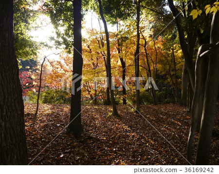 多摩中央公園秋葉 多摩中央公園秋葉 36169242
