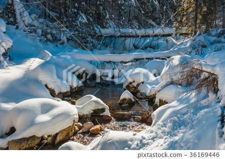 winter mountain river in the forest winter mountain river in the forest 36169446