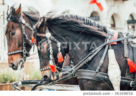 two horses harnessed to the carriage 36169658