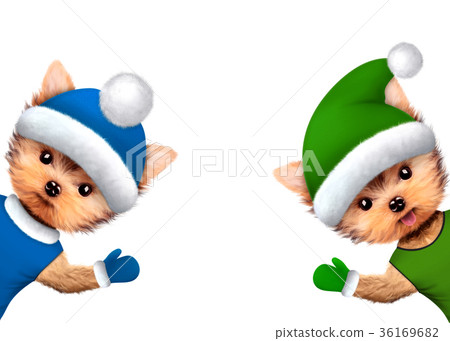 Funny Dogs wearing wearing winter clothes 36169682