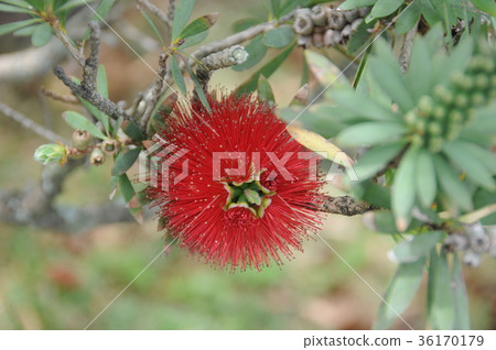 Hawaii's Journey (Flower) 36170179