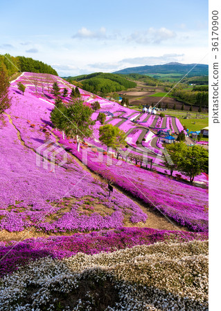 Higashimozuyama（May Shizakura） 36170900