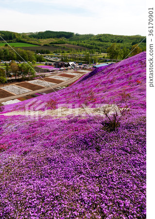 Higashimozuyama (May Shizakura) 36170901