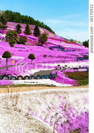 Higashimozuyama (May Shizakura) 36170913