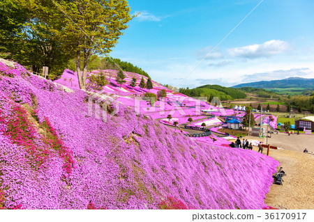 Higashimozuyama（May Shizakura） 36170917