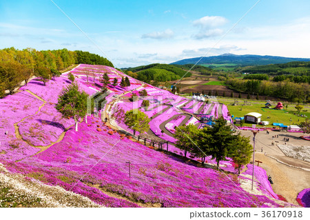 Higashimozuyama（May Shizakura） 36170918