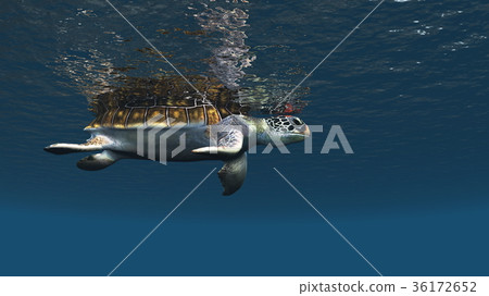 海龜 海龜 36172652