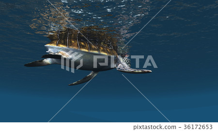 Sea turtle Sea turtle 36172653