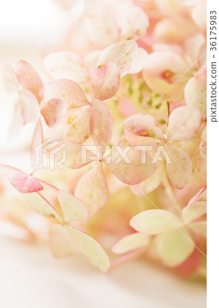 hydrangea flower on the blue background hydrangea flower on the blue background 36175983