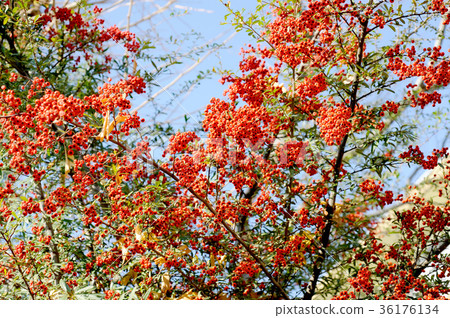 Bright red pyracanthas 36176134