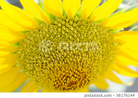 sunflower	 sunflower	 36176144