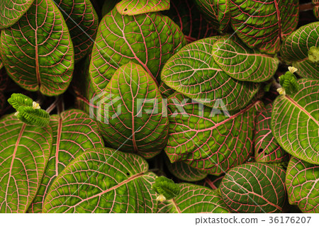 fittonia plant background fittonia plant background 36176207