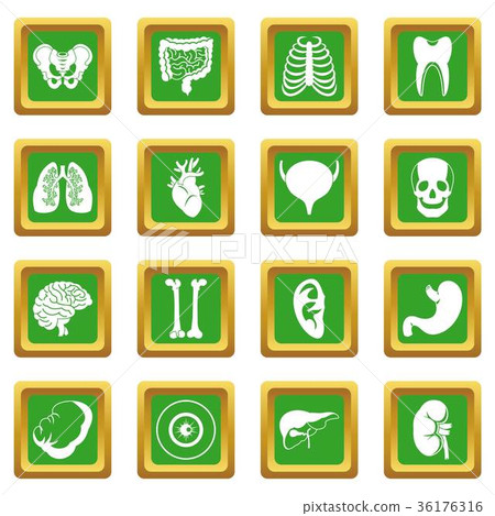 Human organs icons set green - Stock Illustration [36176316] - PIXTA