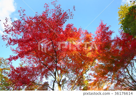 Maple of the garden Maple of the garden 36176614