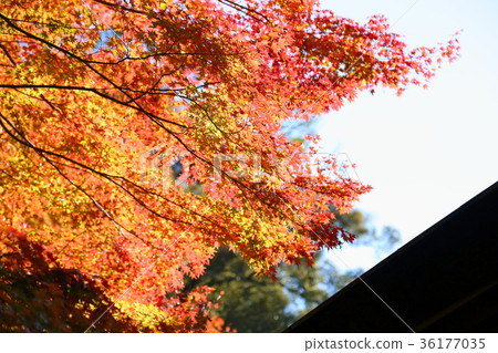 燦爛的秋葉 36177035