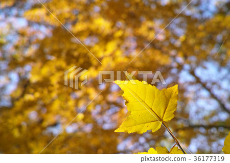 秋天的圖像 36177319