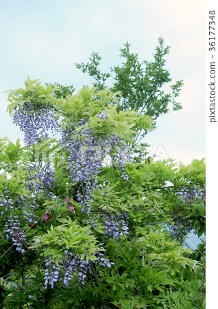 Yamahaji花 36177348