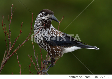 Hoshi玻璃的峰會 Hoshi玻璃的峰會 36177509