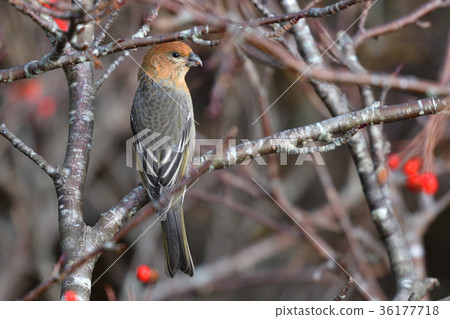 Ginzan mashiko of the summit 36177718