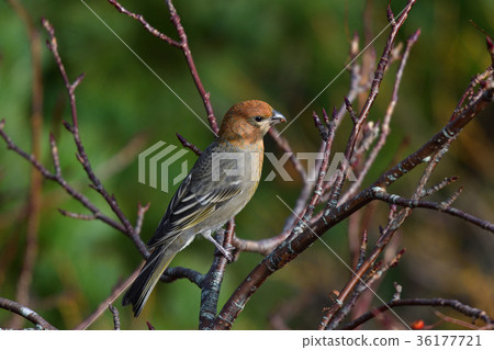 Ginzan mashiko of the summit Ginzan mashiko of the summit 36177721