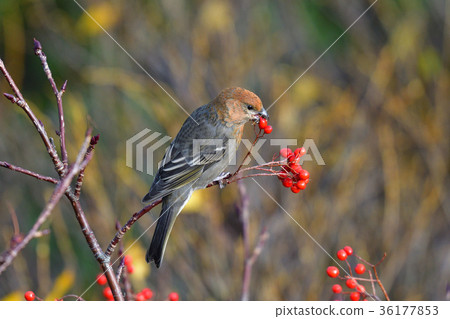 Ginzan mashiko的峰會 Ginzan mashiko的峰會 36177853