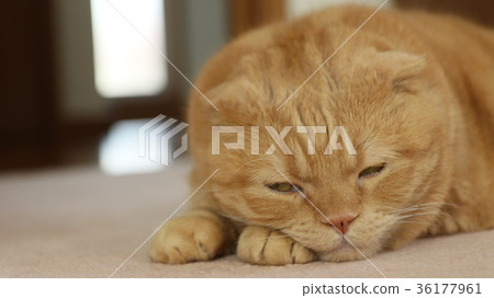 Half-sleeping cat Half-sleeping cat 36177961