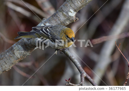 Ginzan mashiko的峰會 36177985