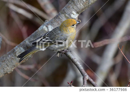 Ginzan mashiko的峰會 Ginzan mashiko的峰會 36177986