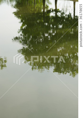 Shadow of Tree Reflect In Water of Natural Pond. Shadow of Tree Reflect In Water of Natural Pond. 36178655