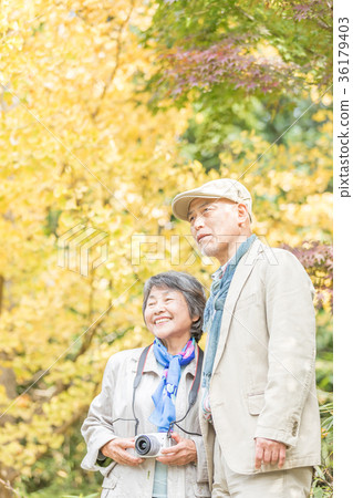 Senior Oshidori couple Autumn leaves Senior Oshidori couple Autumn leaves 36179403