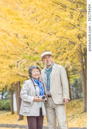 Senior Oshidori couple Autumn leaves Senior Oshidori couple Autumn leaves 36179404