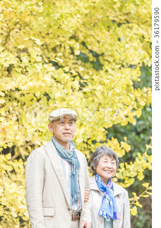 Senior Oshidori couple Autumn leaves Senior Oshidori couple Autumn leaves 36179590