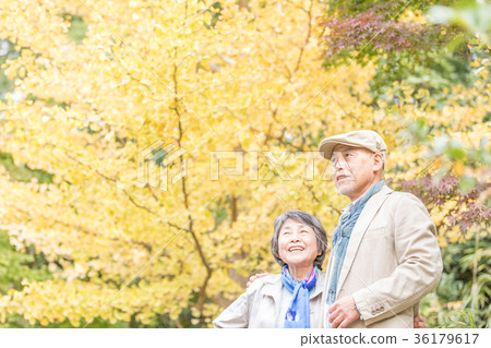 Senior Oshidori couple Autumn leaves 36179617