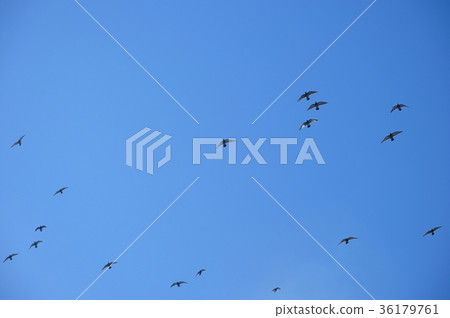 Flock of pigeons Flock of pigeons 36179761