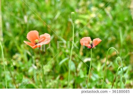 DSC_0075 Tokyo Mitaka flower plant Orange beard blooming in Mitaka Nakahara 36180085