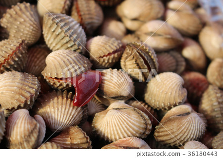 close up cockle background 36180443