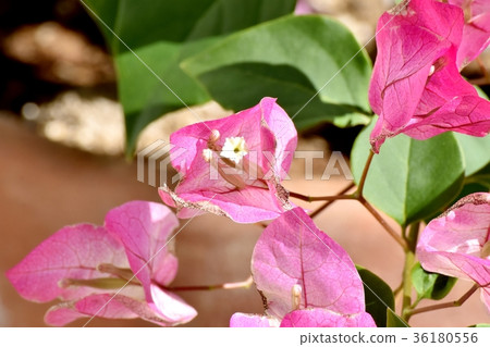 DSC_0097粉紅色的九重葛盛開在東京三鷹中原 DSC_0097粉紅色的九重葛盛開在東京三鷹中原 36180556