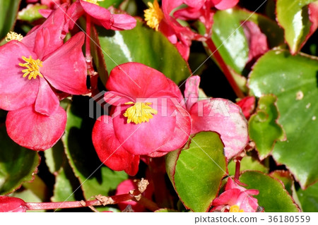 DSC_0106 Tokyo Mitaka flower plant Scarlet begonia blooming in Mitaka Nakahara 36180559