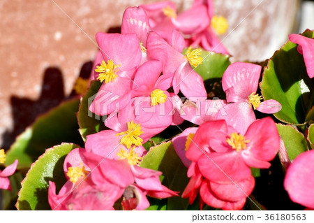 DSC_0116在三鷹中原東京三鷹花卉植物中盛開的粉紅色秋海棠 36180563