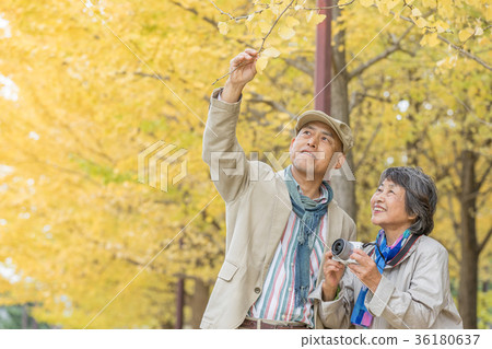 高級Oshidori夫婦秋葉 高級Oshidori夫婦秋葉 36180637