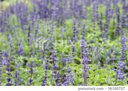 Purple salvia flowers at beautiful in garden. Purple salvia flowers at beautiful in garden. 36180787